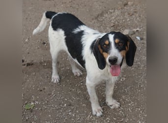 Urmel, geb. ca. 08/2024, lebt auf einer Pflegestelle in 37075 Göttingen