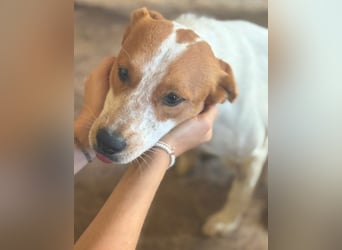 Benschi, geb. ca. 01/2025, lebt auf einer Pflegestelle in 60528 Frankfurt