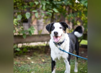 Buddy, Mischling, geb. 2019, der ideale Famiienhund