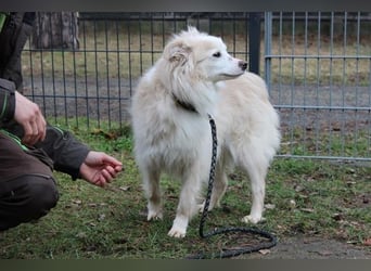 Moyo, Sheltie Mix, geb. 2019, möchte Vertrauen aufbauen und endlich ein Zuhause genießen