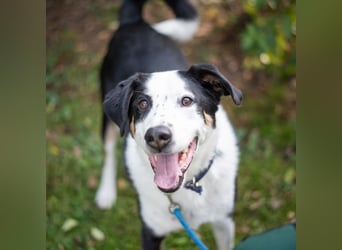 Buddy, Mischling, geb. 2019, der ideale Famiienhund
