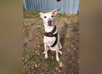 Gwenny u. Gilda, Jagdhundmixe, geb. 2015, die wollen zusammenbleiben