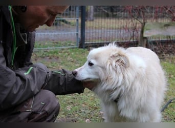 Moyo, Sheltie Mix, geb. 2019, möchte Vertrauen aufbauen und endlich ein Zuhause genießen
