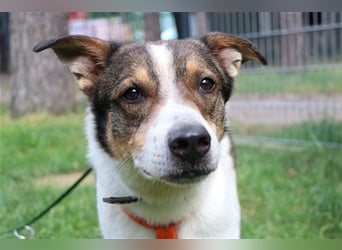 Bobby, Hütehund-Mix, geb. 2015, sensibler Rüde su. einfühlsame, ruhige Menschen