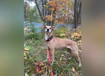 Gwenny u. Gilda, Jagdhundmixe, geb. 2015, die wollen zusammenbleiben