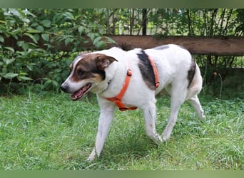 Bobby, Hütehund-Mix, geb. 2015, sensibler Rüde su. einfühlsame, ruhige Menschen