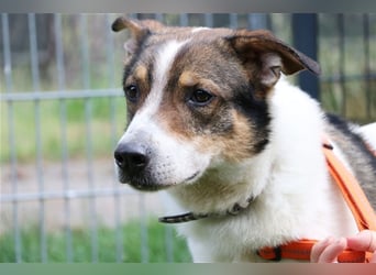 Bobby, Hütehund-Mix, geb. 2015, sensibler Rüde su. einfühlsame, ruhige Menschen