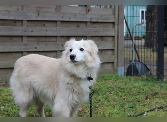 Moyo, Sheltie Mix, geb. 2019, möchte Vertrauen aufbauen und endlich ein Zuhause genießen