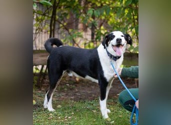 Buddy, Mischling, geb. 2019, der ideale Famiienhund