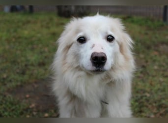 Moyo, Sheltie Mix, geb. 2019, möchte Vertrauen aufbauen und endlich ein Zuhause genießen