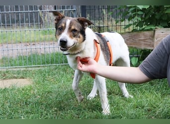 Bobby, Hütehund-Mix, geb. 2015, sensibler Rüde su. einfühlsame, ruhige Menschen