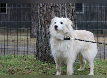 Moyo, Sheltie Mix, geb. 2019, möchte Vertrauen aufbauen und endlich ein Zuhause genießen