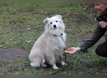 Moyo, Sheltie Mix, geb. 2019, möchte Vertrauen aufbauen und endlich ein Zuhause genießen
