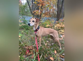 Gwenny u. Gilda, Jagdhundmixe, geb. 2015, die wollen zusammenbleiben