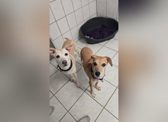 Gwenny u. Gilda, Jagdhundmixe, geb. 2015, die wollen zusammenbleiben