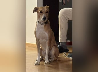 Törpi BE - Vorsichtiger Rüde sucht seinen Ruhepol