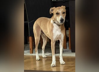 Törpi BE - Vorsichtiger Rüde sucht seinen Ruhepol