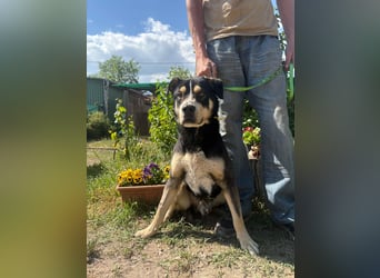 Klausz KK, freundlicher Rüde sucht neue Berufung