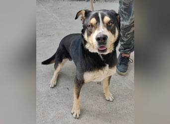 Klausz KK, freundlicher Rüde sucht neue Berufung