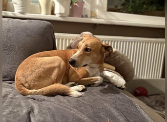 Törpi BE - Vorsichtiger Rüde sucht seinen Ruhepol