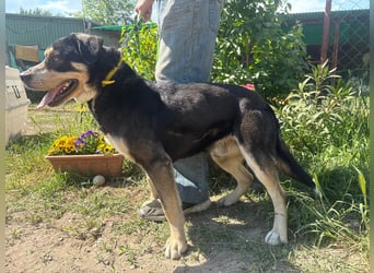 Klausz KK, freundlicher Rüde sucht neue Berufung