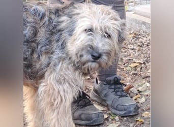 LIBEGÖ LIEBT DIE MENSCHEN