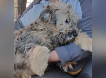 LIBEGÖ LIEBT DIE MENSCHEN