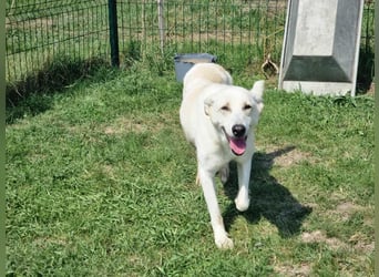 Mirko, geb. 15.10.2021, 49 cm, sucht seine Menschen