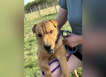 Cain, geboren 2018, 44cm sucht ein liebevolles Zuhause