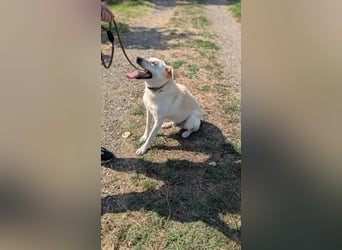 Mirko, geb. 15.10.2021, 49 cm, sucht seine Menschen