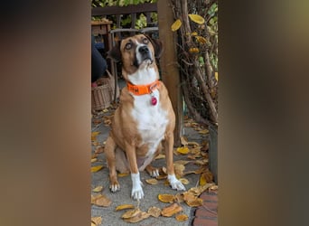 Miranda, geboren 16.08.2020, 49cm sucht ihr für immer Zuhause (Pflegestelle in Deutschland)