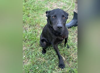 Dennis, geboren 01.06.2023, 53cm sucht nach seinem Glück