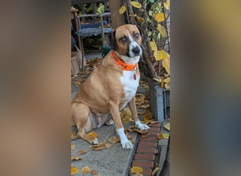 Miranda, geboren 16.08.2020, 49cm sucht ihr für immer Zuhause (Pflegestelle in Deutschland)