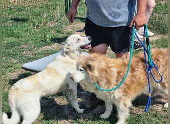 Mirko, geb. 15.10.2021, 49 cm, sucht seine Menschen