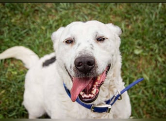 Dallas, geboren 11.10.2018, 50cm sucht sein Zuhause