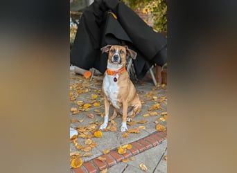 Miranda, geboren 16.08.2020, 49cm sucht ihr für immer Zuhause (Pflegestelle in Deutschland)