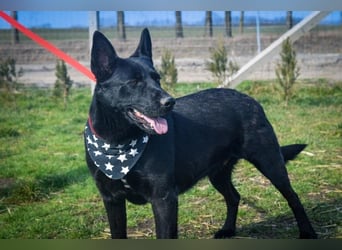 Aliz, geb. 2020, 52 cm, möchte ihre Familie kennenlernen