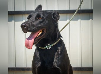 Aliz, geb. 2020, 52 cm, möchte ihre Familie kennenlernen