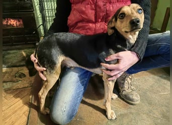 Szemi, geb. 02.03.2024, 46 cm, wartet auf sein Glück (Pflegestelle in Deutschland)