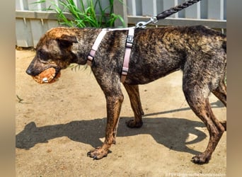 Cindy, geb. 06/2022, 48 cm, sucht ihre Menschen