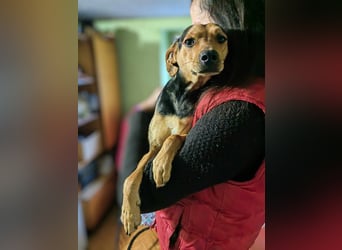 Szemi, geb. 02.03.2024, 46 cm, wartet auf sein Glück (Pflegestelle in Deutschland)