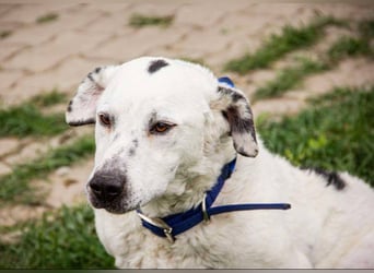 Dallas, geboren 11.10.2018, 50cm sucht sein Zuhause