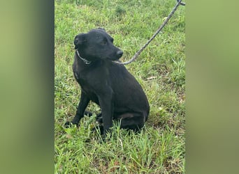 Zafir, geboren 15.11.2022, 51cm sucht Zuhause fürs Leben