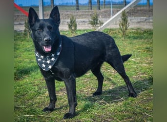 Aliz, geb. 2020, 52 cm, möchte ihre Familie kennenlernen