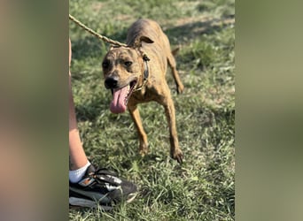 Cosmo, geboren 09.2023, 49cm sucht sein Abenteuer