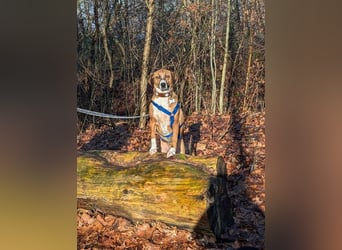 Miranda, geboren 16.08.2020, 49cm sucht ihr für immer Zuhause (Pflegestelle in Deutschland)