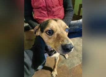 Szemi, geb. 02.03.2024, 46 cm, wartet auf sein Glück (Pflegestelle in Deutschland)