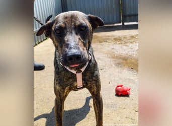 Cindy, geb. 06/2022, 48 cm, sucht ihre Menschen