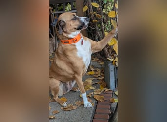 Miranda, geboren 16.08.2020, 49cm sucht ihr für immer Zuhause (Pflegestelle in Deutschland)