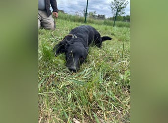Dennis, geboren 01.06.2023, 53cm sucht nach seinem Glück